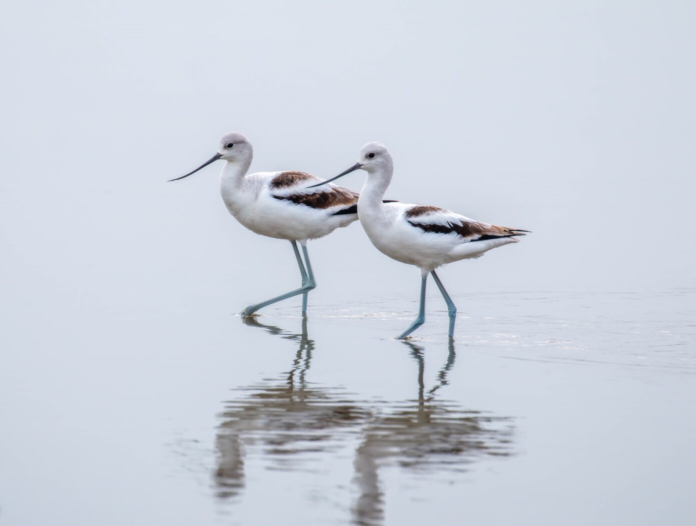 American Avocets were unusual visitors at Miller Field. Photo: Lawrence Pugliares