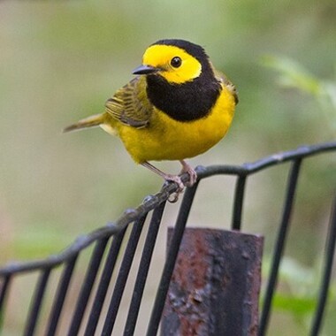 The beautiful Hooded Warbler, though a fairly dependable visitor to the Ramble during migration, always brings birders running to get a good glimpse. Photo: Lloyd Spitalnik