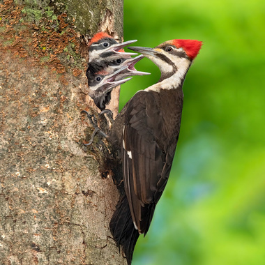Pileated Woodpeckers have recently been nesting in the Greenbelt, a tribute to the richness of this preserved habitat. Photo: <a href="https://www.flickr.com/photos/120553232@N02/" target="_blank">Isaac Grant</a>