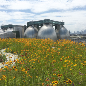 Kingsland Wildflowers Green Roof atop Broadway Stages in Greenpoint, Brooklyn. Photo: NYC Audubon.